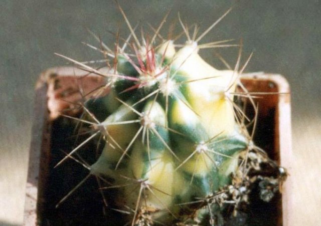 Ferocactus-emoryi